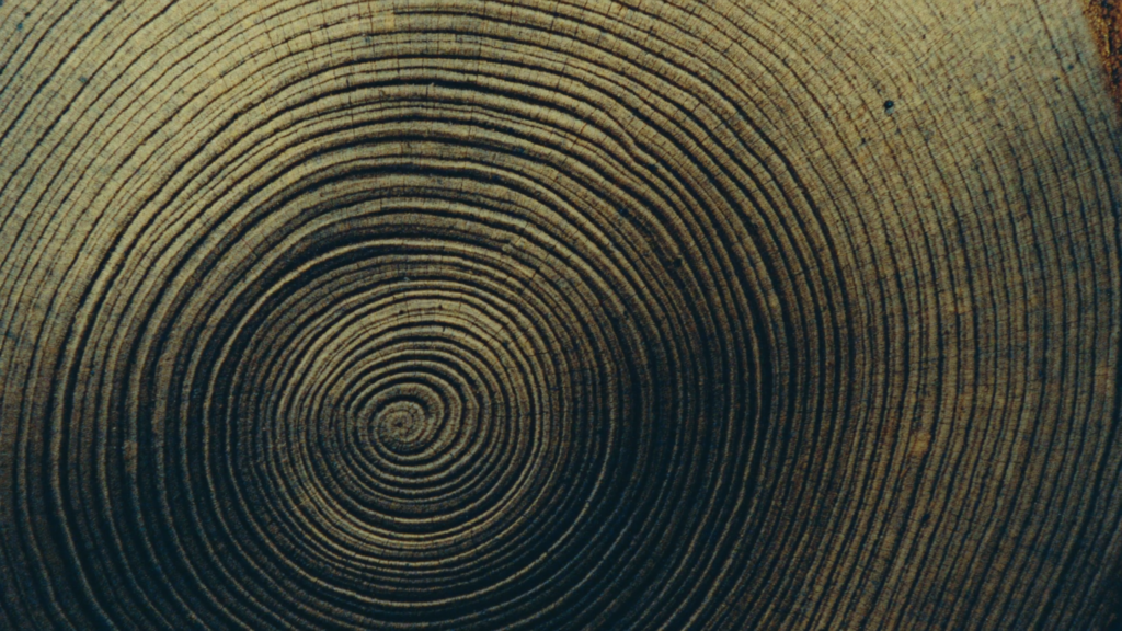 Macro photograph of the concentric growth rings of an ancient tree, a metaphor for patience and compounding reputation.